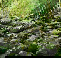 Wodi Wodi Walking Track - Palm Beach Accommodation
