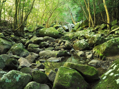 Wodi Wodi Walking Track - Palm Beach Accommodation 0