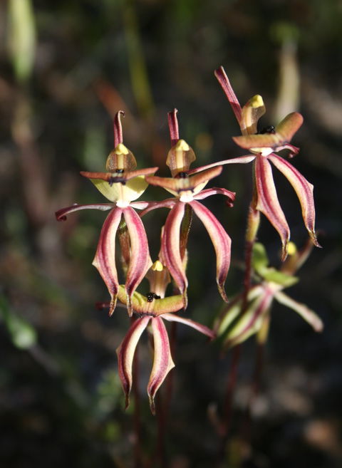 Wongan Hills Wildflowers - Palm Beach Accommodation 1