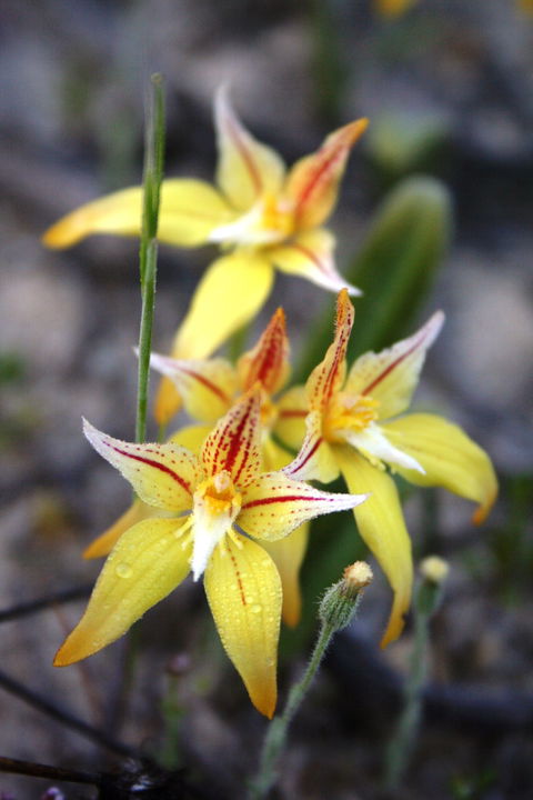 Wongan Hills Wildflowers - Palm Beach Accommodation 2