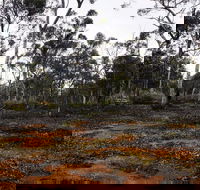 Woylie Walk Dryandra Woodland - Palm Beach Accommodation