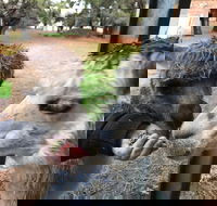 Alpaca Farm Experience at Crookwell - Palm Beach Accommodation