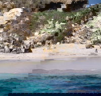 Australian Sea Lions - Palm Beach Accommodation