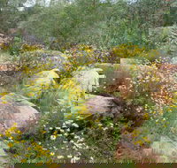 Ben Hall's Cave Walking Track - Palm Beach Accommodation