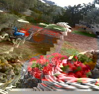Blue Hills Berries and Cherries - Palm Beach Accommodation