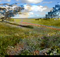 Coorow Wildflower Drive