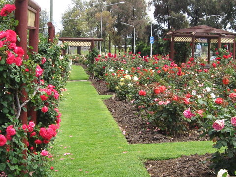 Cowra Rose Garden - Palm Beach Accommodation 0
