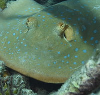 Fitzroy Island Dive Site - Palm Beach Accommodation