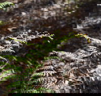 Langwarrin Flora and Fauna Reserve Walking Trails - Palm Beach Accommodation