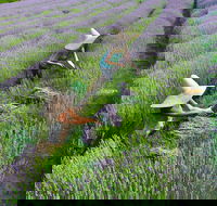 Lavandula Swiss Italian Farm - Palm Beach Accommodation