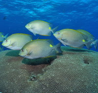 Lodestone Reef - Palm Beach Accommodation