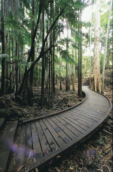 Mapleton Falls National Park - Palm Beach Accommodation 1