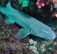 Middle Reef Dive Site - Palm Beach Accommodation