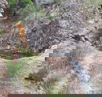Mill-bullah Walking Track - Palm Beach Accommodation