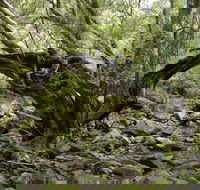 Mitchell River Walking Track - Palm Beach Accommodation