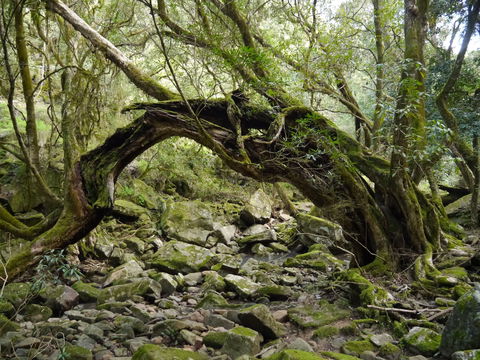 Mitchell River Walking Track - Palm Beach Accommodation 0