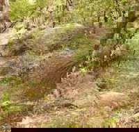 Mount Carnarvon Walking Track - Palm Beach Accommodation