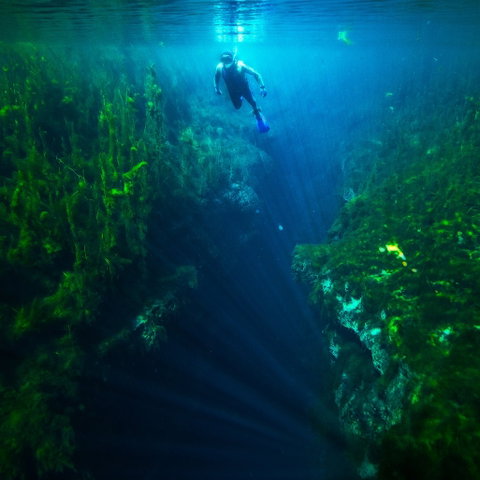 Piccaninnie Ponds Conservation Park - Palm Beach Accommodation 0