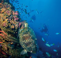 SS Yongala Dive Site - Palm Beach Accommodation