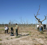 Sturt's tree walk - Palm Beach Accommodation