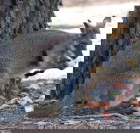 Wirrimbirra Sanctuary - Palm Beach Accommodation