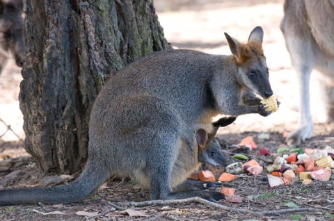 Wirrimbirra Sanctuary - Palm Beach Accommodation 0