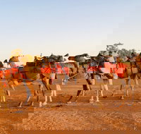 Broken Hill Camels - Palm Beach Accommodation