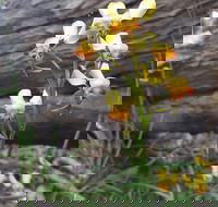 Dawn Atwell Nature Reserve - Palm Beach Accommodation