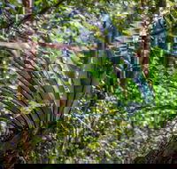 Great North walk - Palm Grove Nature Reserve - Palm Beach Accommodation