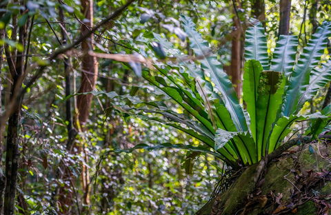 Great North Walk - Palm Grove Nature Reserve - Palm Beach Accommodation 0