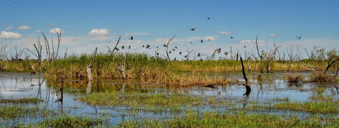 Gwydir Wetlands Moree - Palm Beach Accommodation 1