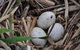 Gwydir Wetlands Moree - thumb 2