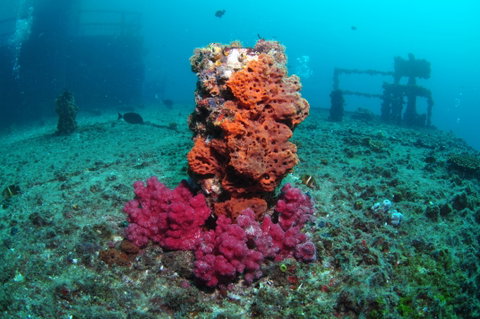 HMAS Brisbane Dive Site - Palm Beach Accommodation 0