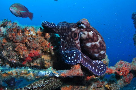 HMAS Brisbane Dive Site - Palm Beach Accommodation 2