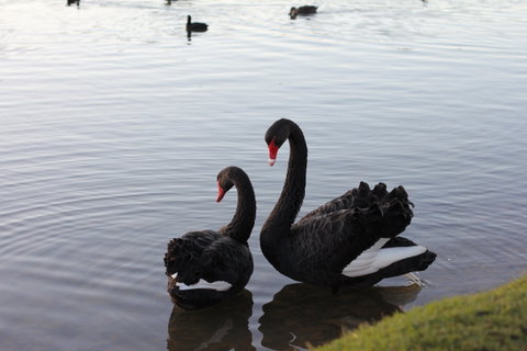 Lake Weeroona - Palm Beach Accommodation 1
