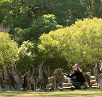 Lone Pine Koala Sanctuary - Palm Beach Accommodation