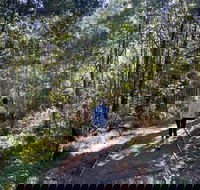 Lyrebird Circuit Walk - Palm Beach Accommodation