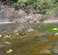 Mount Boss State Forest - Palm Beach Accommodation