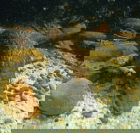 Platypus Pool - Palm Beach Accommodation