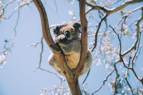 Samford Conservation Park And Bunyaville Conservation Park - Palm Beach Accommodation 2