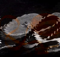 Shellharbour City Museum formerly Tongarra Museum - Palm Beach Accommodation