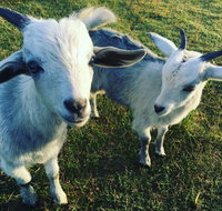 Splitters Farm - Palm Beach Accommodation