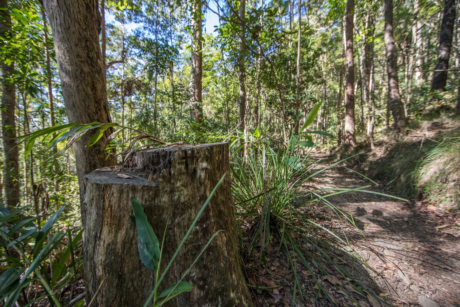 Mount Nebo QLD Palm Beach Accommodation