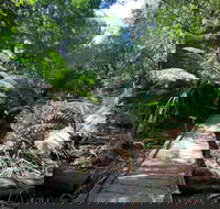 Wirrawilla Rainforest Walk - Palm Beach Accommodation
