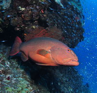 Anchor Bommie Dive Site - Palm Beach Accommodation