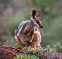 Arkaroola Wilderness Sanctuary - Palm Beach Accommodation