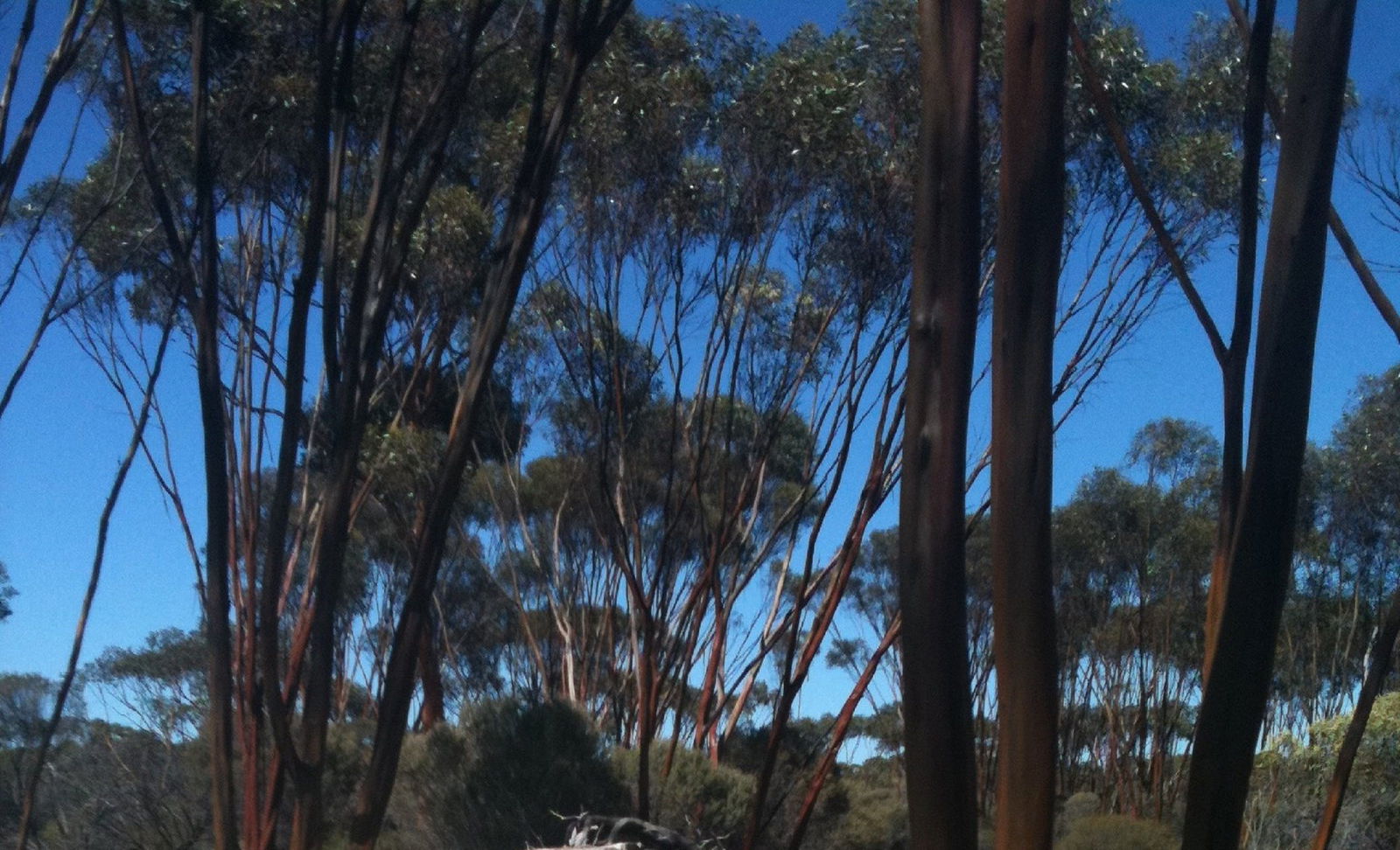 Boorabbin WA Palm Beach Accommodation