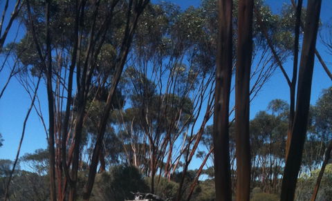 Boorabbin National Park - Palm Beach Accommodation 0