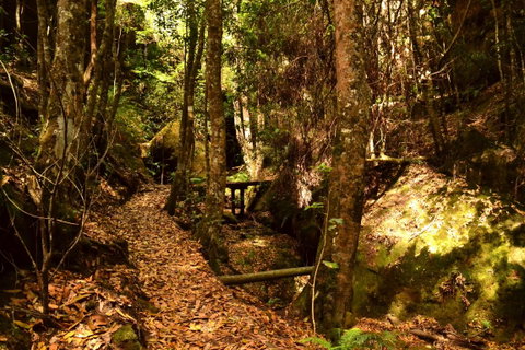 Cave Creek Walking Track - Palm Beach Accommodation 2