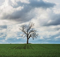 Clare Valley